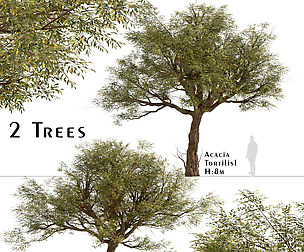 Set of Acacia Tortilis Trees (Vachellia tortilis)