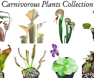 Carnivorous Plants Collection
