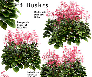 Set of Rodgersia pinnata bushes (3 Bushes)