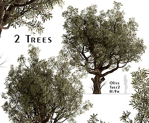 Set of Olive Trees (Olea Europaea) (2 Trees)