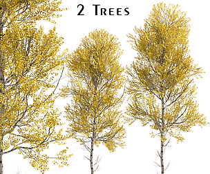 Set of Aspen Trees (Populus tremuloides) (2 Trees)