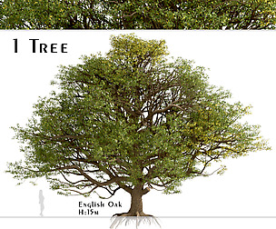 English Oak Tree (Quercus robur) (1 Tree)