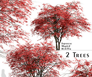 Set of Japanese Maple Trees (Acer Palmatum)