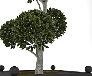 Boxwood tree