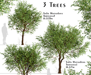 Set of Salix Matsudana Tortuosa Trees (Corkscrew)