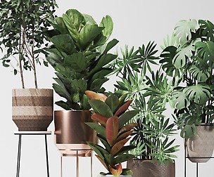 Plant collection02