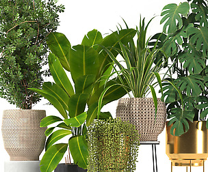 Plant collection03