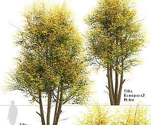 Set of Tilia Europaea Trees (Common Lime)