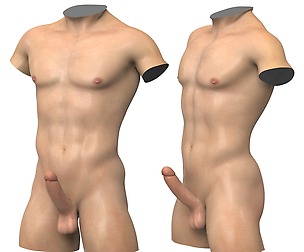 Realistic Male Torso