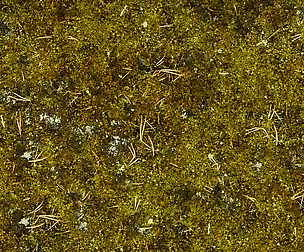Moss - 8K ST (5 variations)