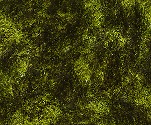 Moss 2 - 8K ST (5 variations)
