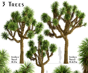 Set of Joshua Trees (Yucca brevifolia) (3 Trees)