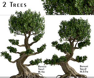 Set of Bonsai Trees (2 Trees)