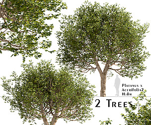Set of Platanus × acerifolia Trees (London plane)