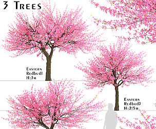 Set of Eastern redbud Trees (Cercis canadensis)