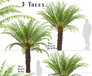 Set of Tree Fern Trees (Dicksonia antarctica)