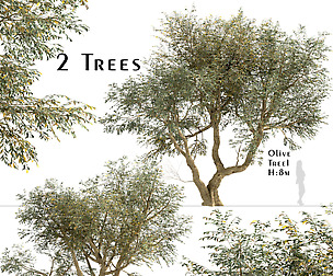Set of Olive Trees (Olea Europaea) (2 Trees)
