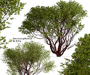 Set of Arctostaphylos Trees (Manzanita) (2 Trees)