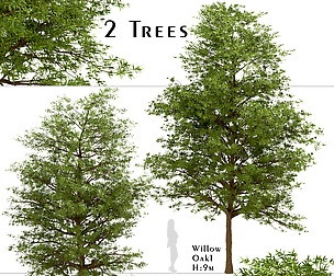 Set of Willow Oak Trees (Quercus phellos)