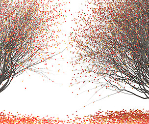 Platanus
