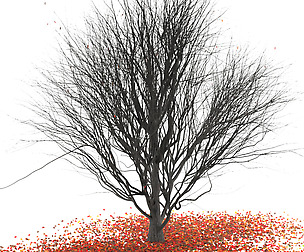 Platanus_winter
