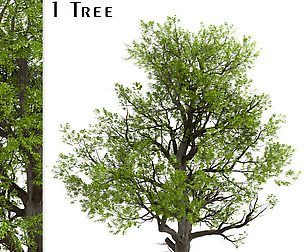Blue Ash Tree (Fraxinus quadrangulata) (1 Tree)