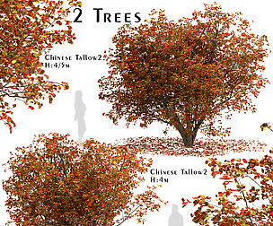 Set of Chinese tallow Trees (Triadica sebifera)