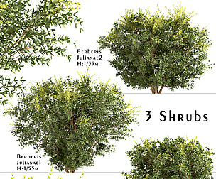Set of Berberis julianae Shrubs (Wintergreen)