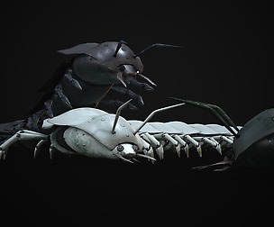 Scolopendra Afeloria