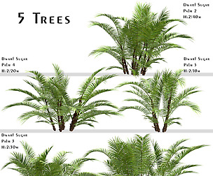 Set of Dwarf Sugar Palm Trees (Arenga engleri)