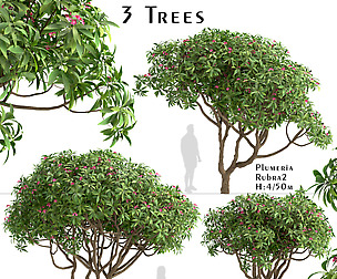 Set of Plumeria rubra Trees (Red frangipani)
