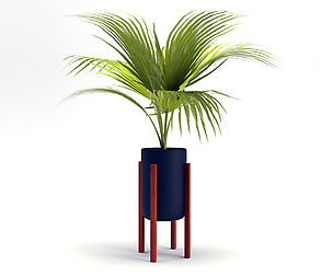 Cat palm