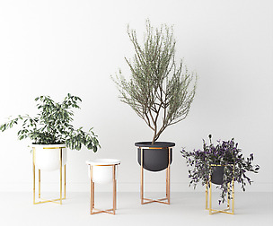 Interior Plants Trio