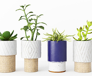 Decorative Plants - Accessories
