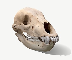 Skull - Bear