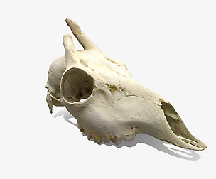 Skull - Deer