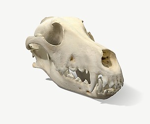 Skull - Dog