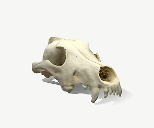 Skull - Wolf