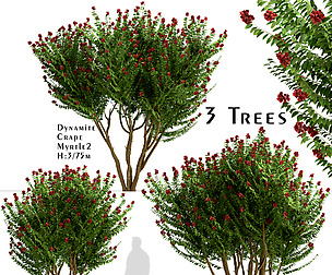 Set of Dynamite Crepe Myrtle Trees (Lagerstroemia)