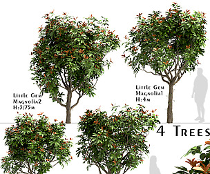 Set of Little Gem Magnolia Trees-Southern Magnolia