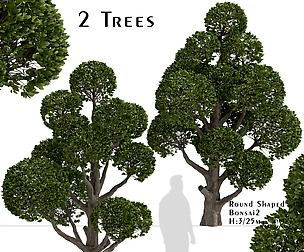 Set of Round Shaped Bonsai Trees (2 Trees)