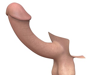 Male Penis