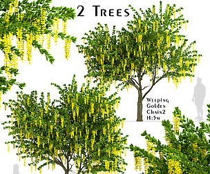 Set of Weeping Golden Chain Trees (Laburnum)