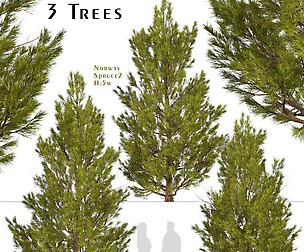 Set of Norway spruce Trees (Picea abies) (3 Trees)