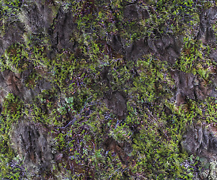 Mossy Tree 1 - 8K ST (5 variations)
