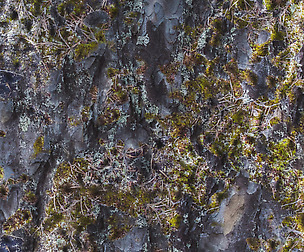 Mossy Tree 2 - 8K ST (5 variations)