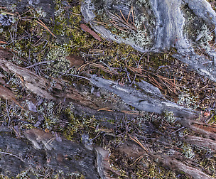 Mossy Tree 3 - 8K ST (5 variations)