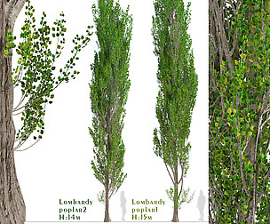 Set of Lombardy poplar Trees (Populus Italica)