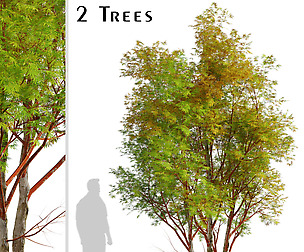 Set of Coral Bark Maple Trees Japanese Maple)