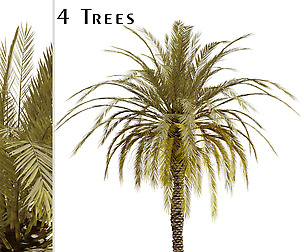 Set of Phoenix dactylifera Palm trees (Date Palm)